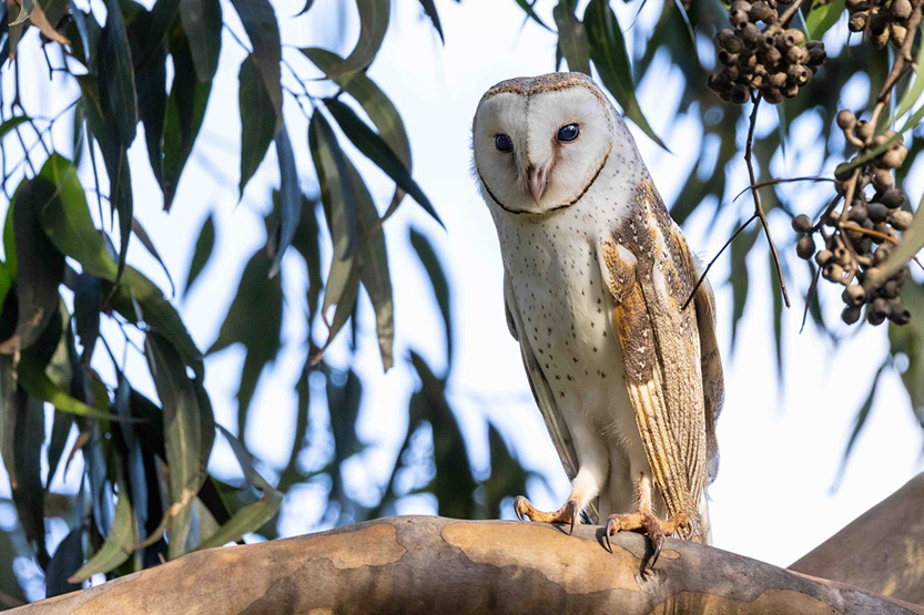 08_Barn-owl.jpg