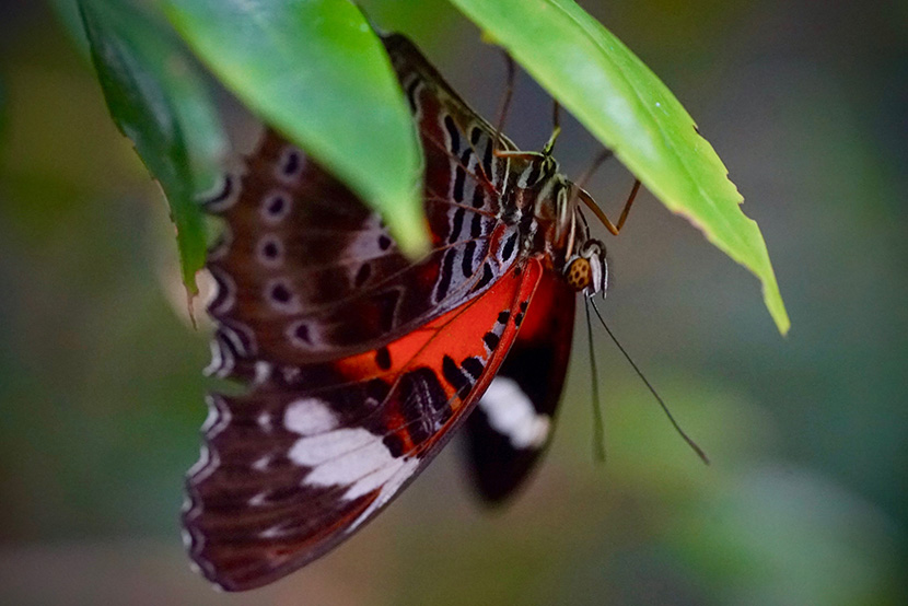 19 Column Melbourne Zoo Red Lacewing Butterfly