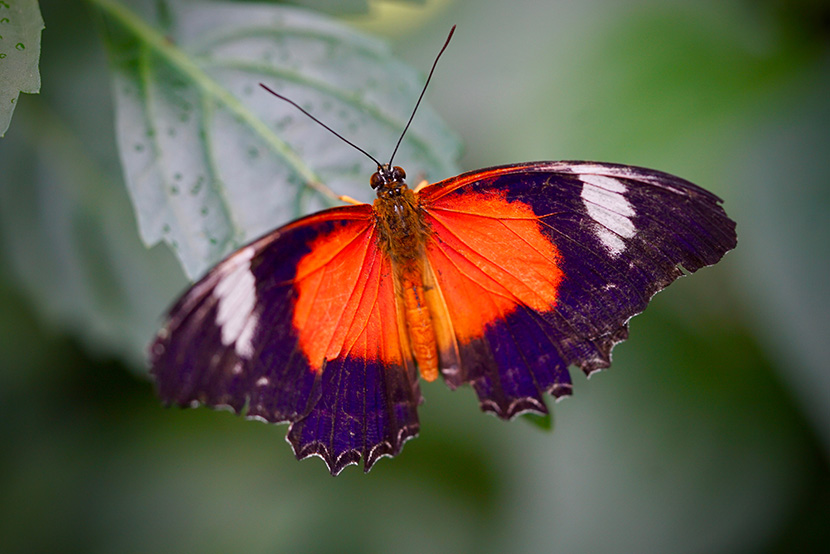 19 Column Melbourne Zoo Red Lacewing Butterfly