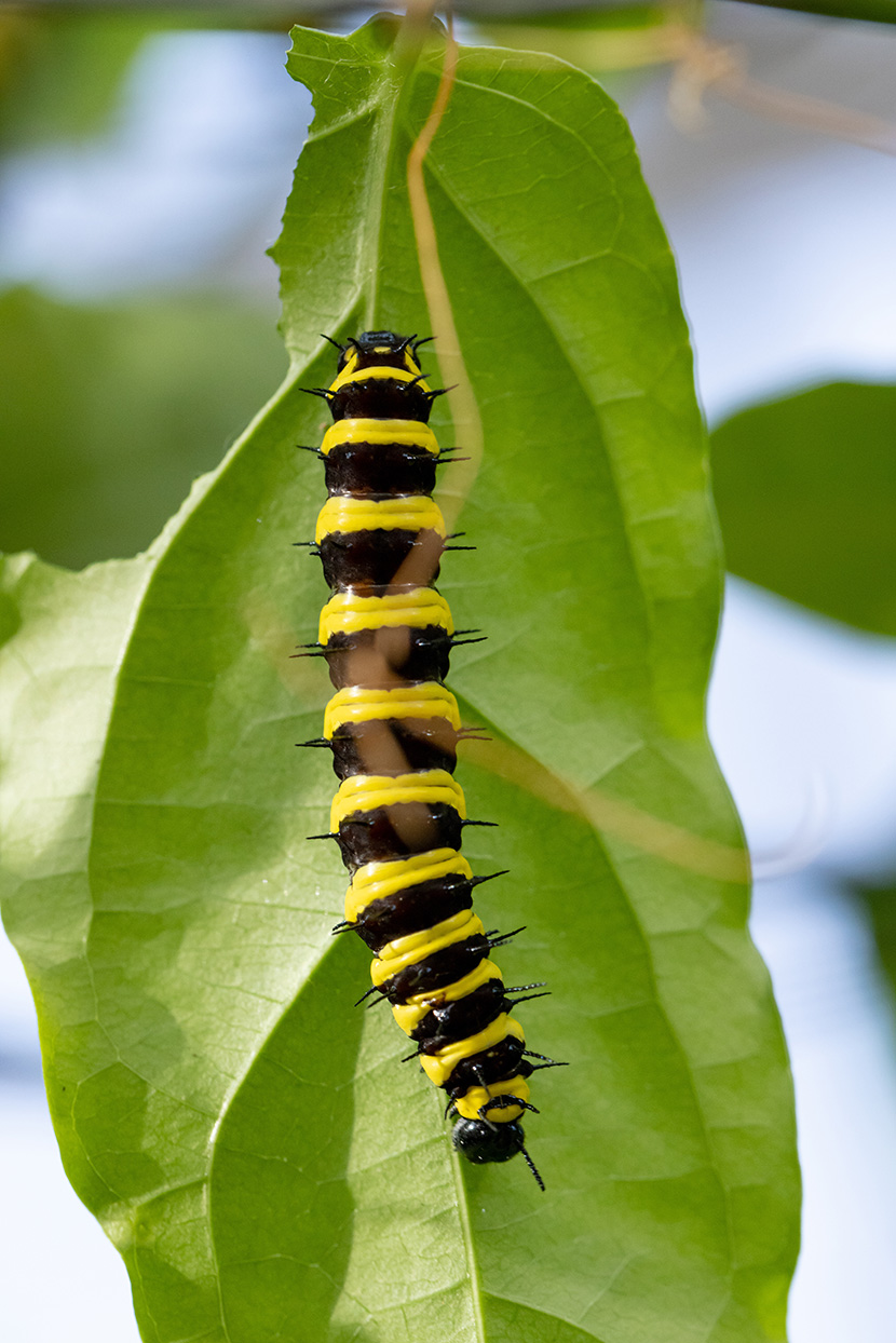 19 Column Melbourne Zoo Red Lacewing Caterpillar