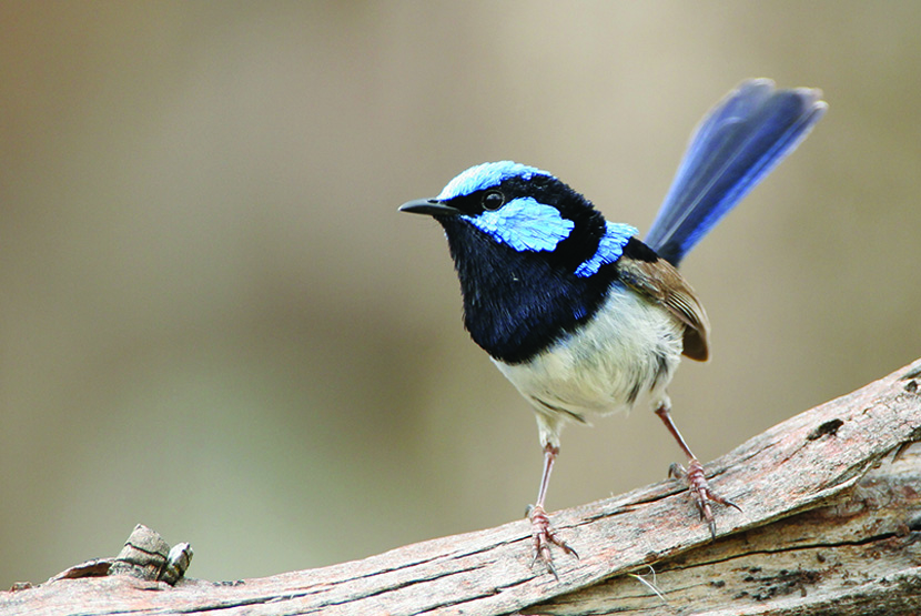 20-Birdwatching-SFW-male-Credit-Dean-Ingwersen.jpg