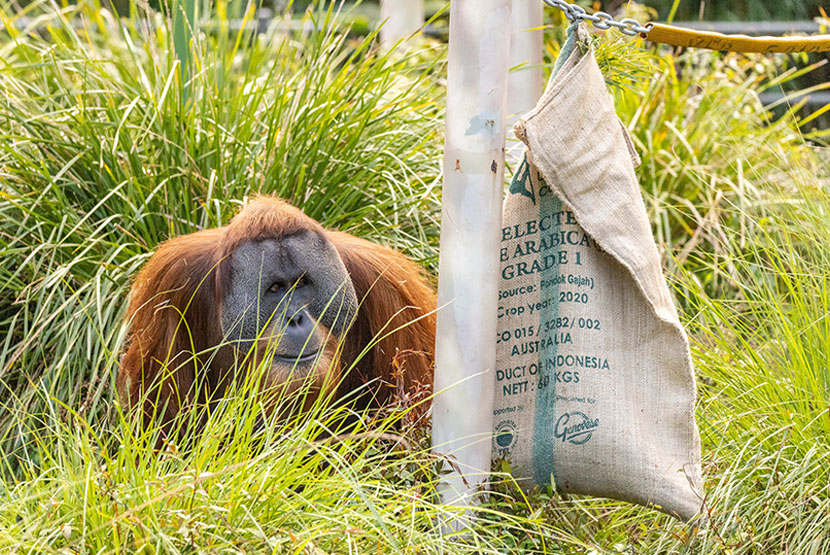 21-Column-Melbourne-Zoo-Orangutan-with-Coffee-Sack-Enrichment.jpg